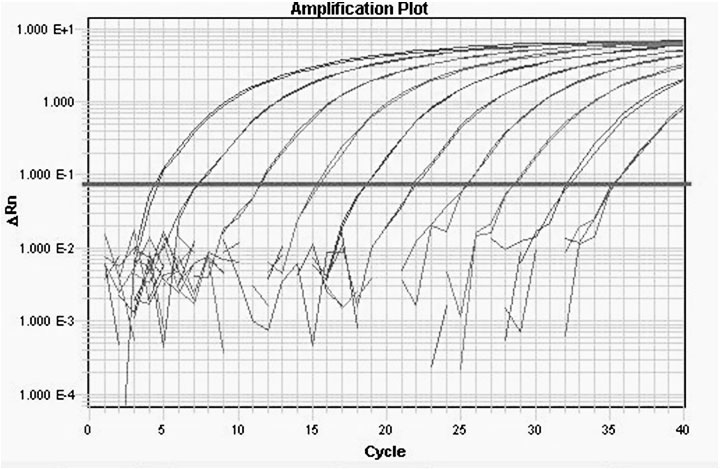 Fluorescent quantitative RT-PCR detection method of M.tuberculosis-complex