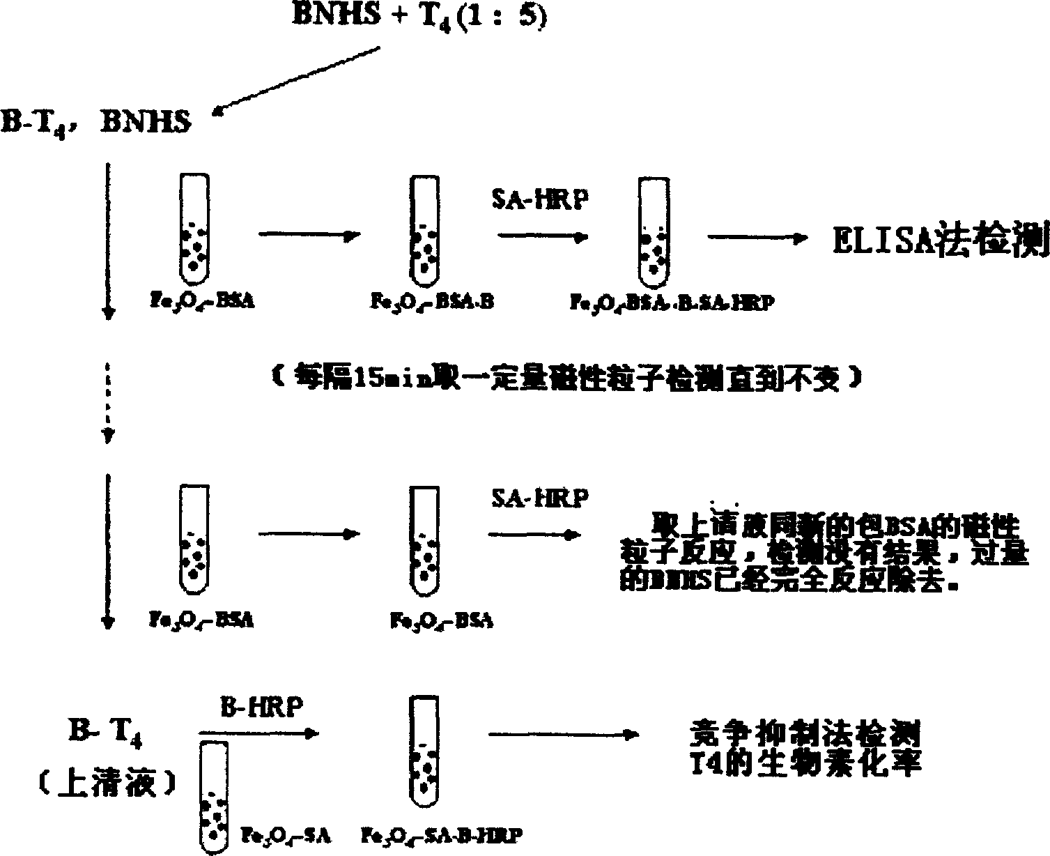 Quick magnetic method for separating and purifying thyroxin marked-by biotin