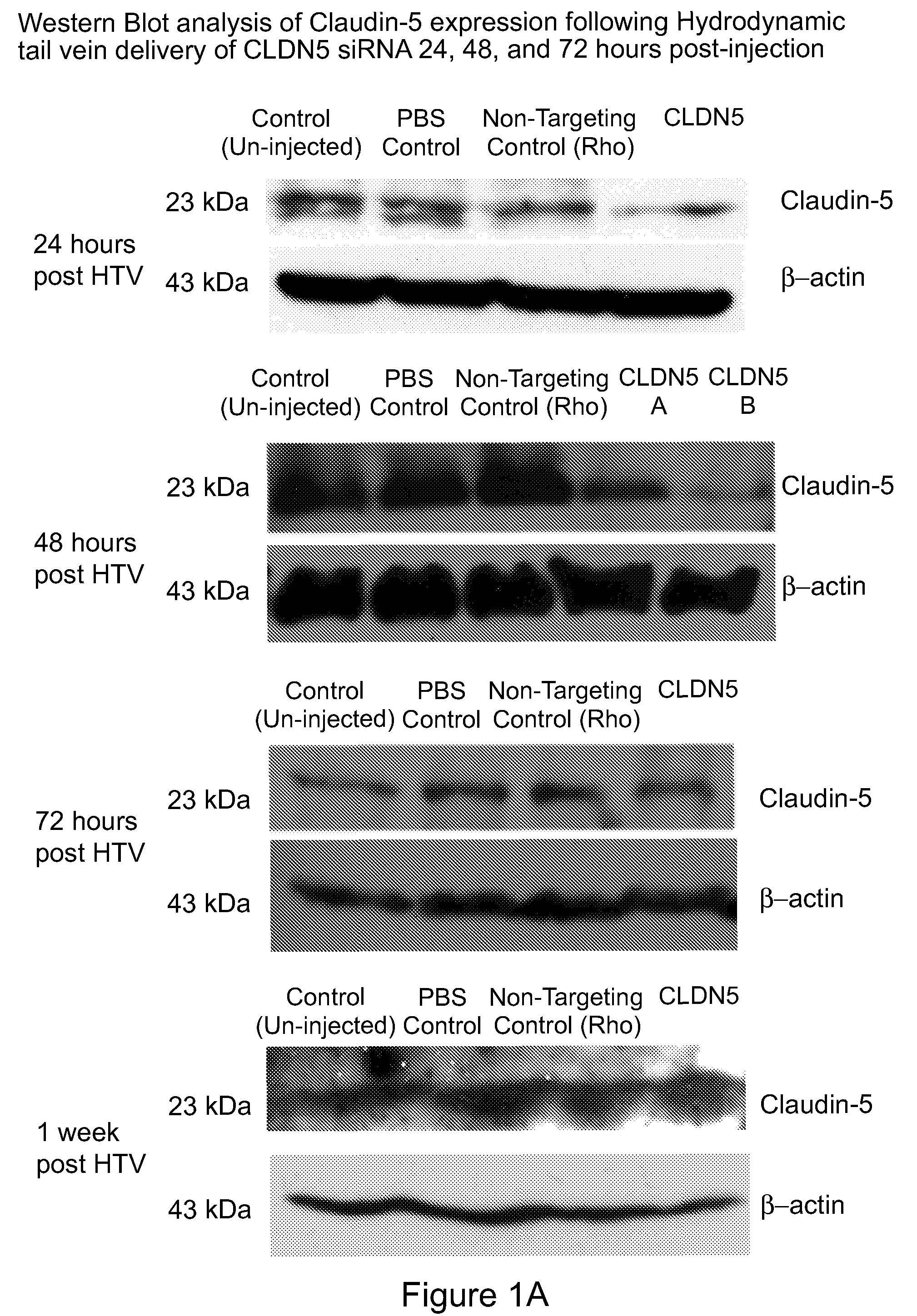 Method for Opening Tight Junctions