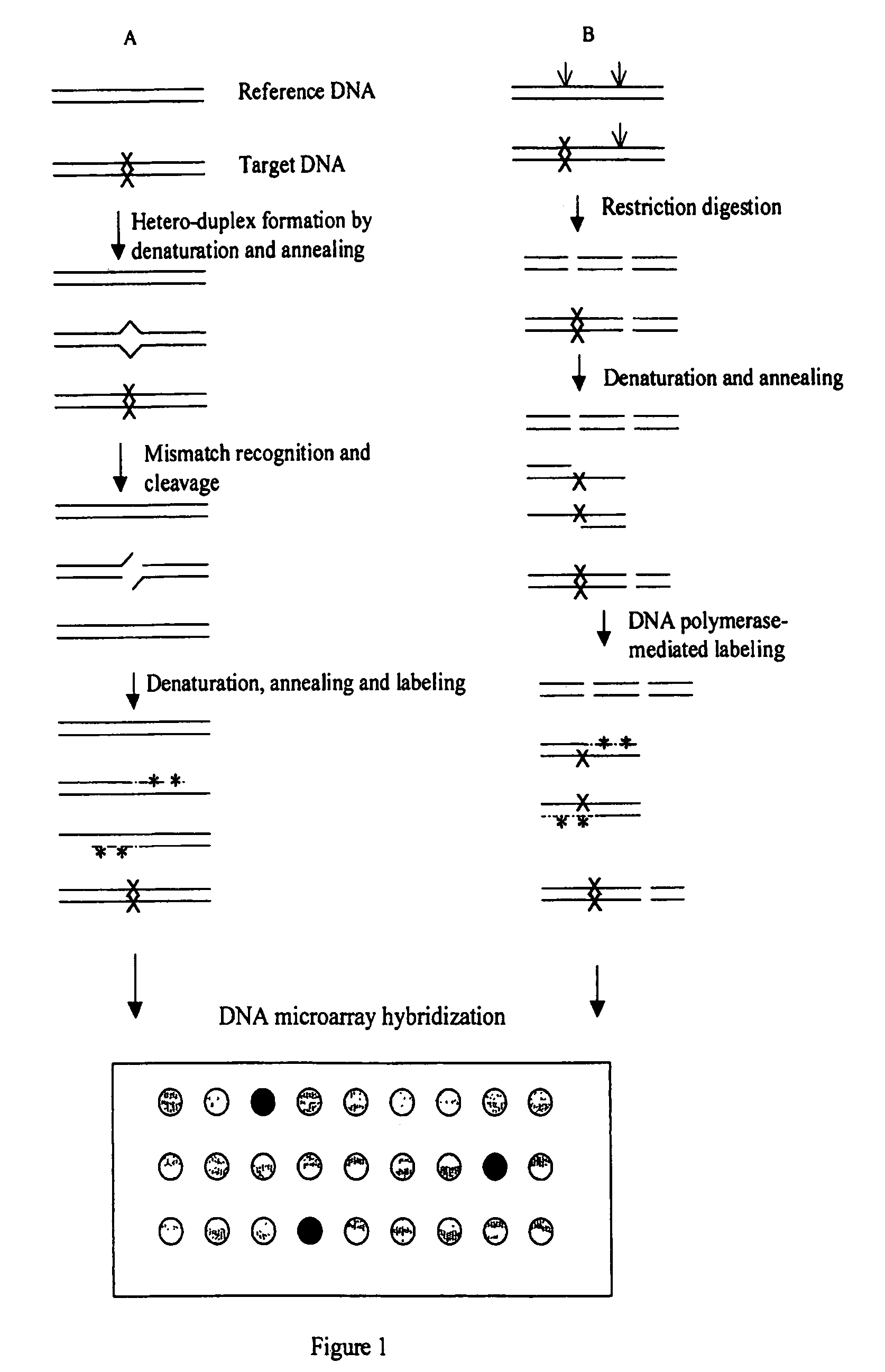 Methods for detecting and localizing DNA mutations by microarray