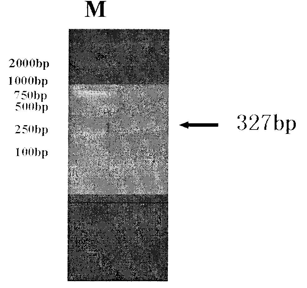 Gene descended from antifreeze peptide insect and preparation method and application thereof