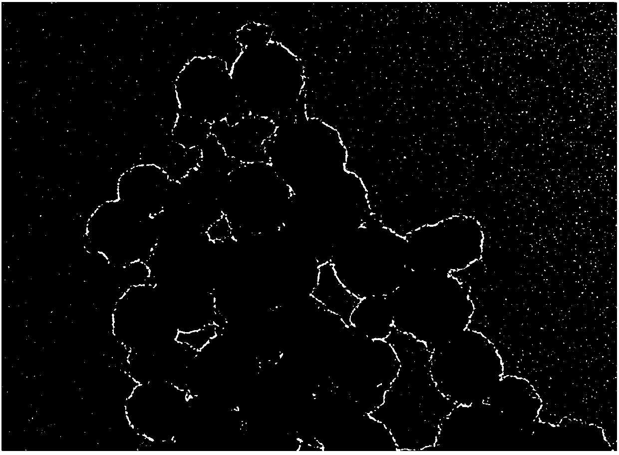 Preparation method and application of multifunctional membrane-controlled targeting nano-carrier integrating tracing and targeted drug delivery effects