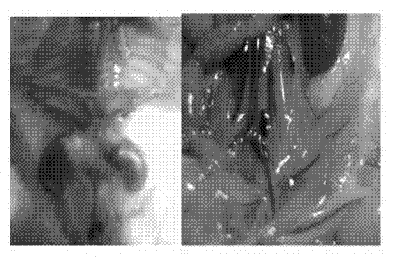 Application of mitoxantrone as lymph tracer