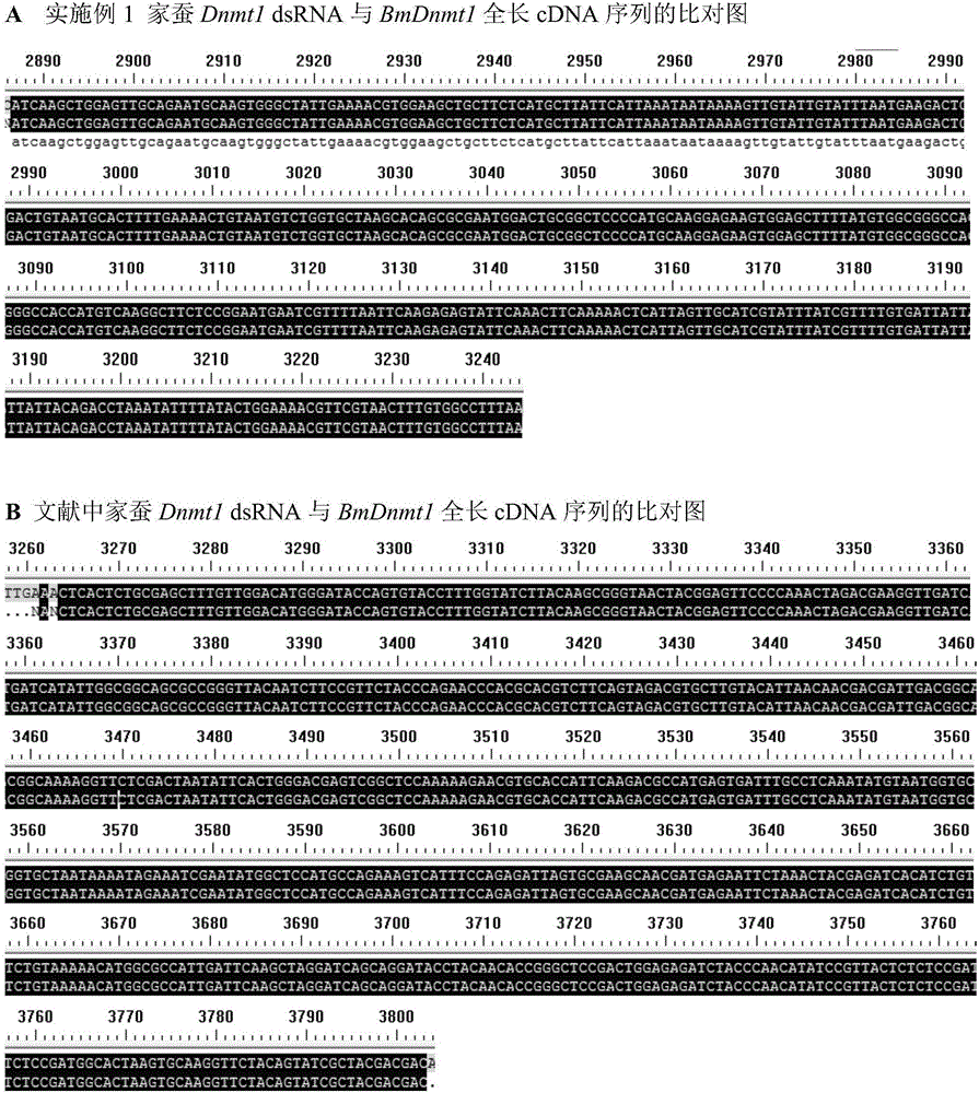 Application of insect DNA transmethylase Dnmt1 to pest control