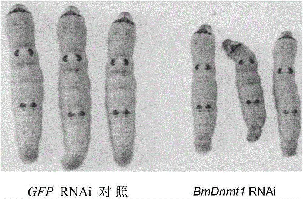 Application of insect DNA transmethylase Dnmt1 to pest control