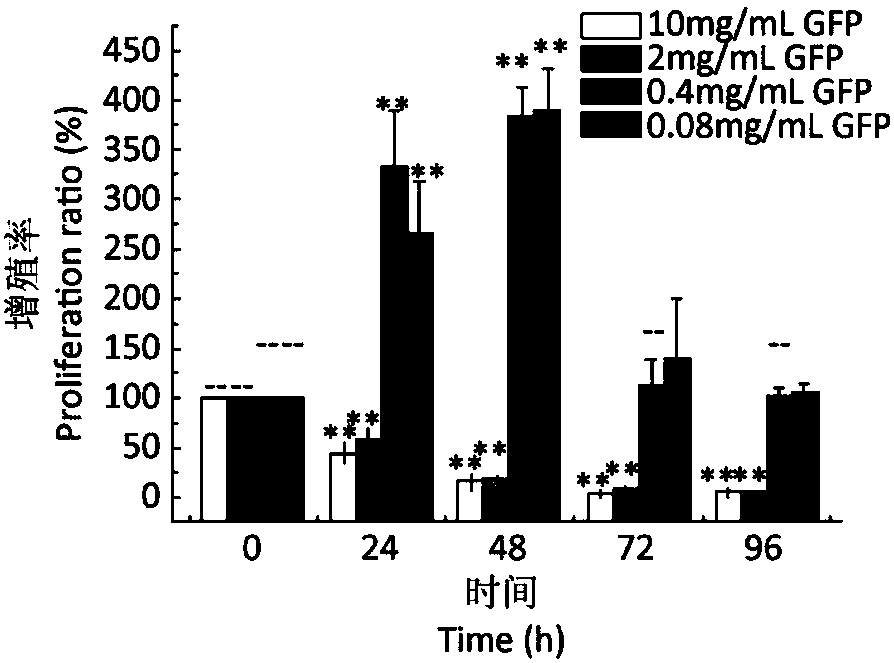 Extraction process of Grifola frondosa polysaccharide and its application in preparation of medicine for repairing gastric mucosal trauma