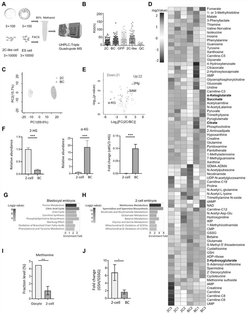 Method for promoting in-vitro embryonic development by regulating metabolism