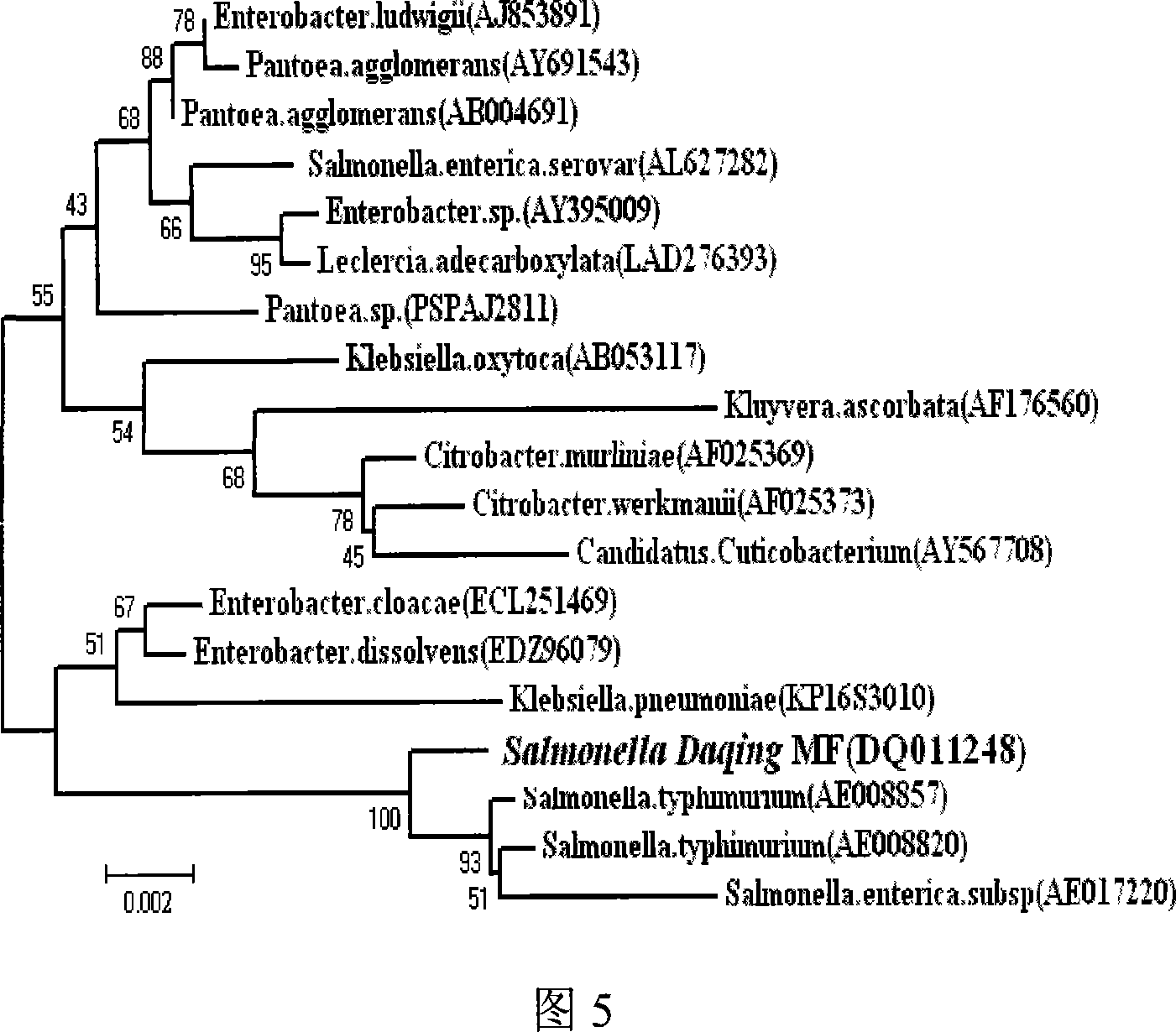 Sulfate reduction bacterium with polyacrylamide degradation function and application thereof