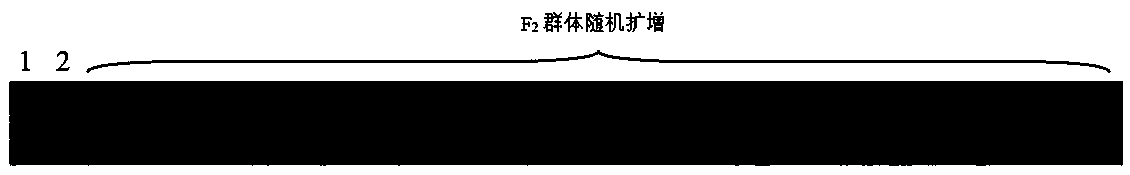 Molecular marker tightly interlocked with muskmelon yellow and green leaf color gene ygl