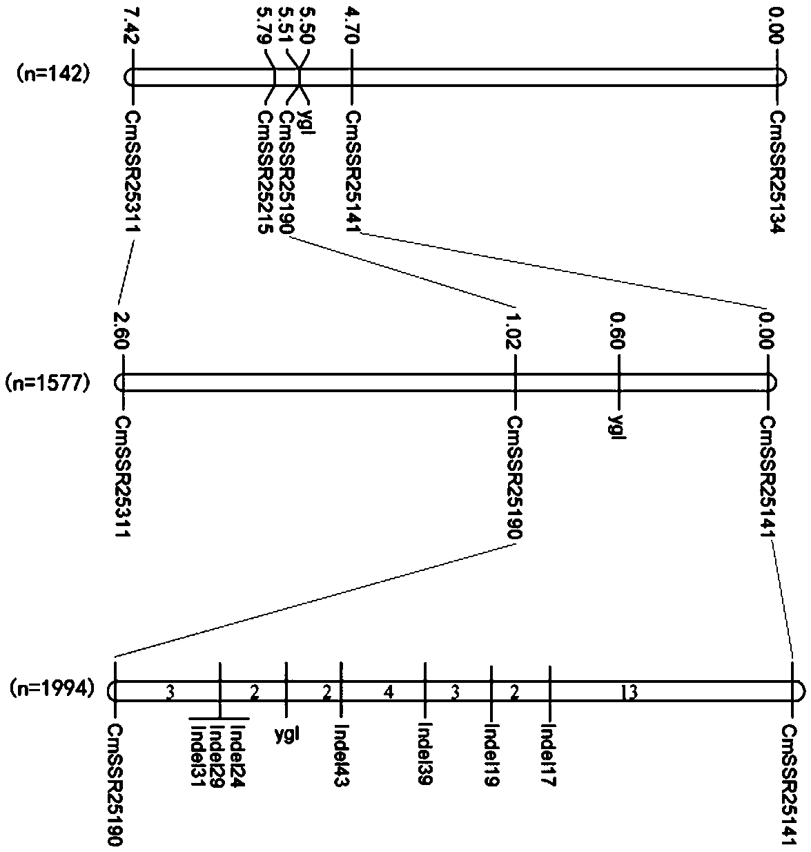 Molecular marker tightly interlocked with muskmelon yellow and green leaf color gene ygl