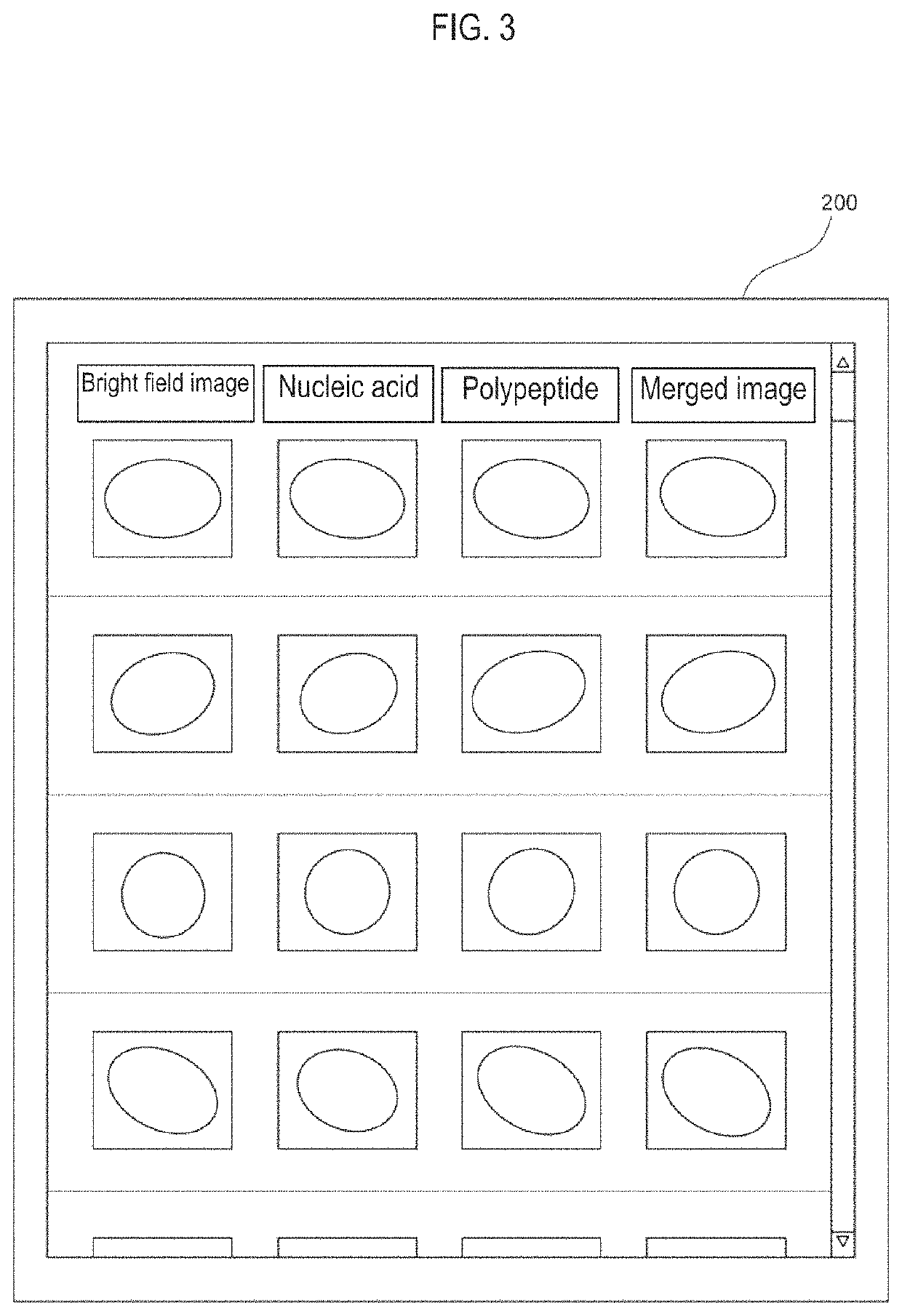 Particle measuring method, sample processing method, and particle imaging apparatus