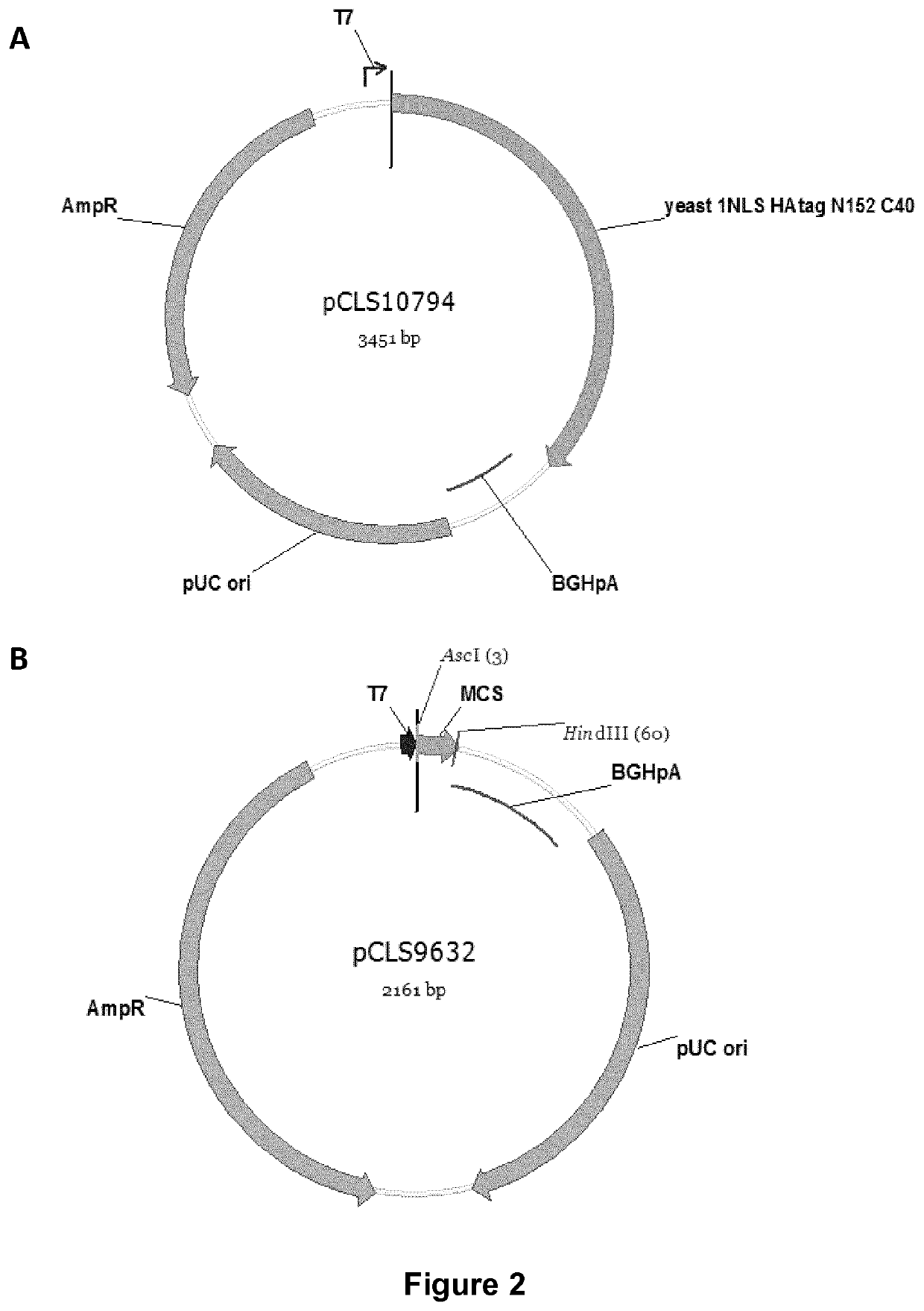 Cells for immunotherapy engineered for targeting CD38 antigen and for CD38 gene inactivation