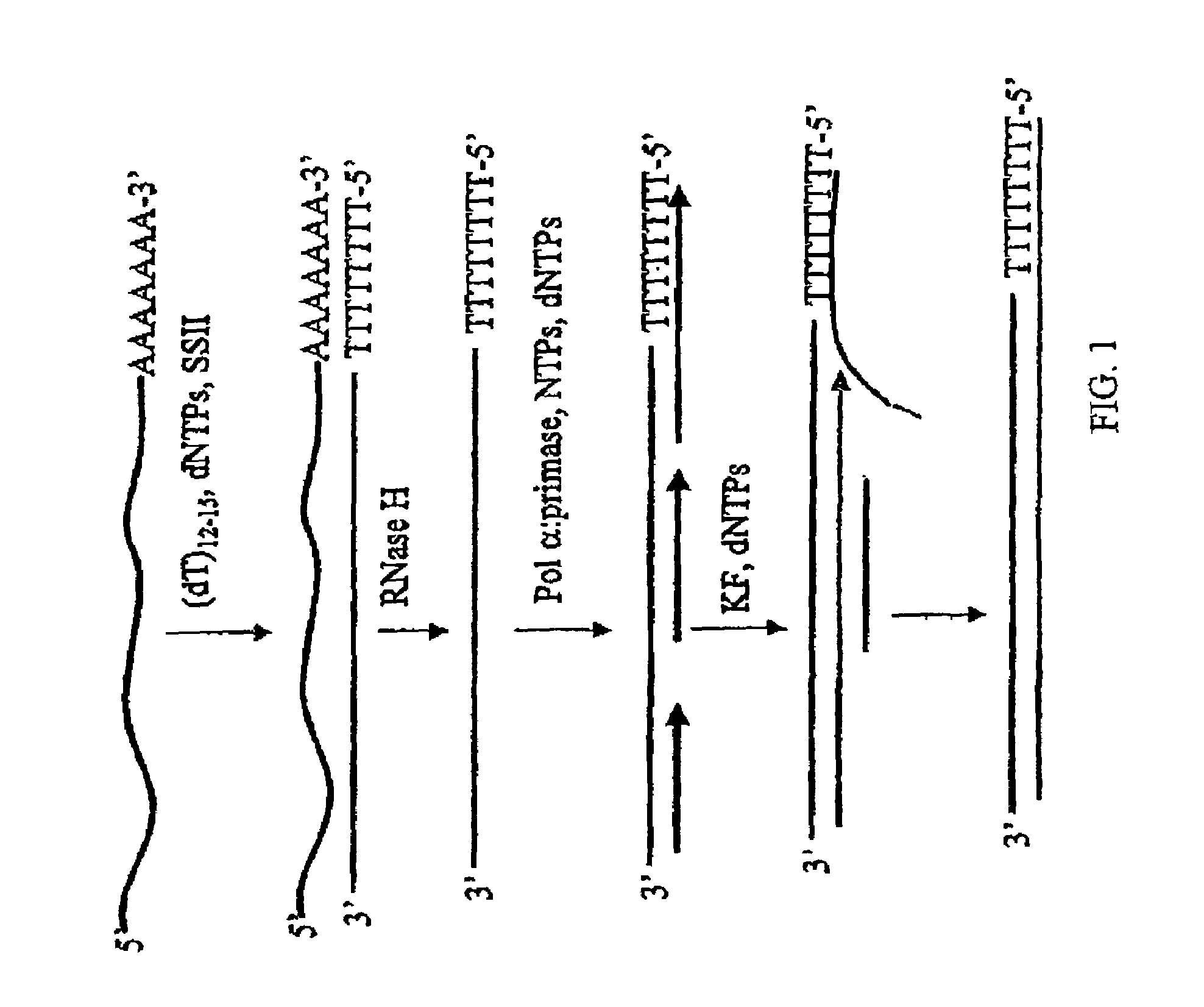 Method for synthesis of the second strand of cDNA