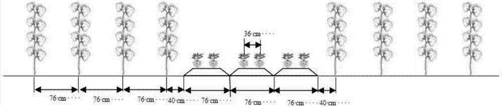 Intercropping method of cotton and peanuts