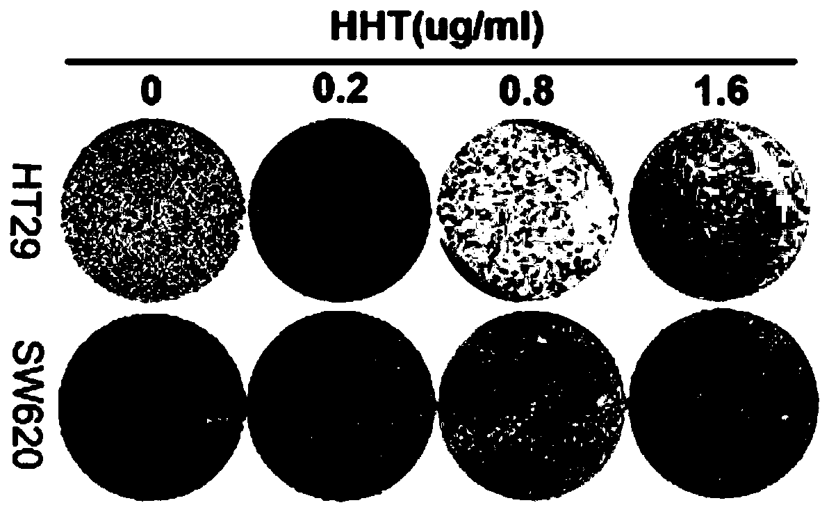 Application of homoharringtonine in treatment of colorectal tumors