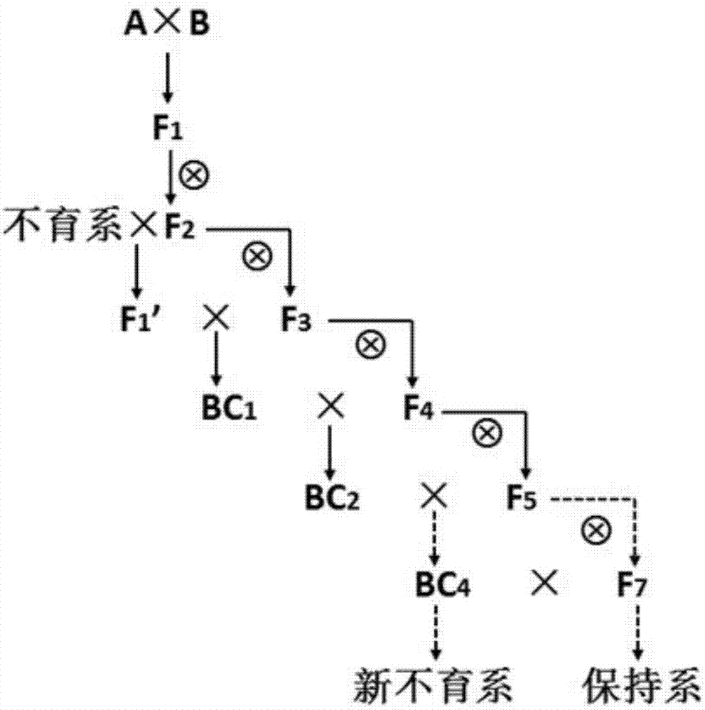 Rapid three-line sterile line breeding method for paddy rice