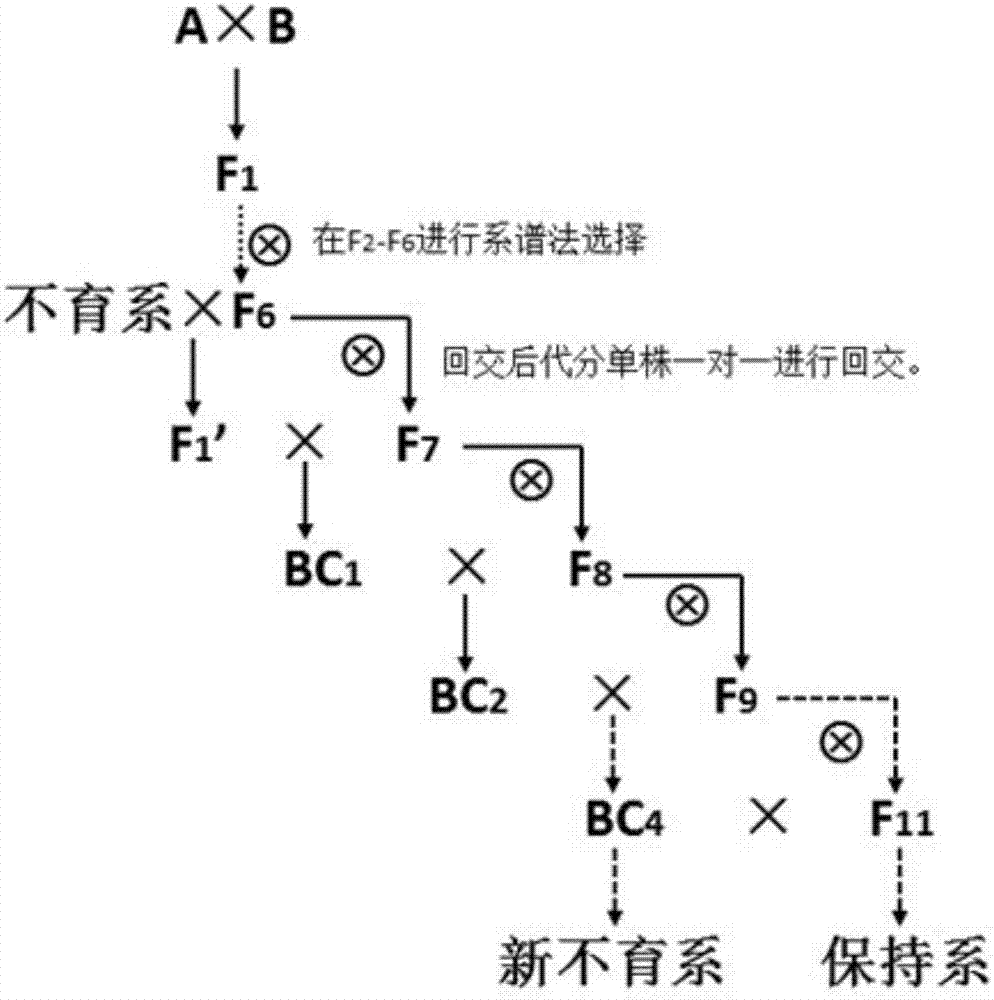 Rapid three-line sterile line breeding method for paddy rice