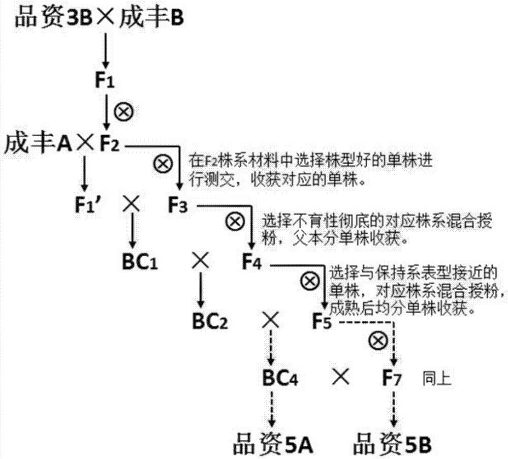 Rapid three-line sterile line breeding method for paddy rice