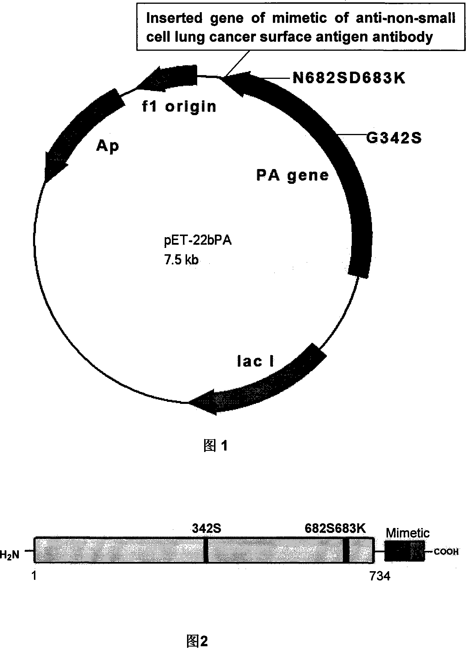 Antineoplastic dibasic polypeptide and application and preparation method thereof