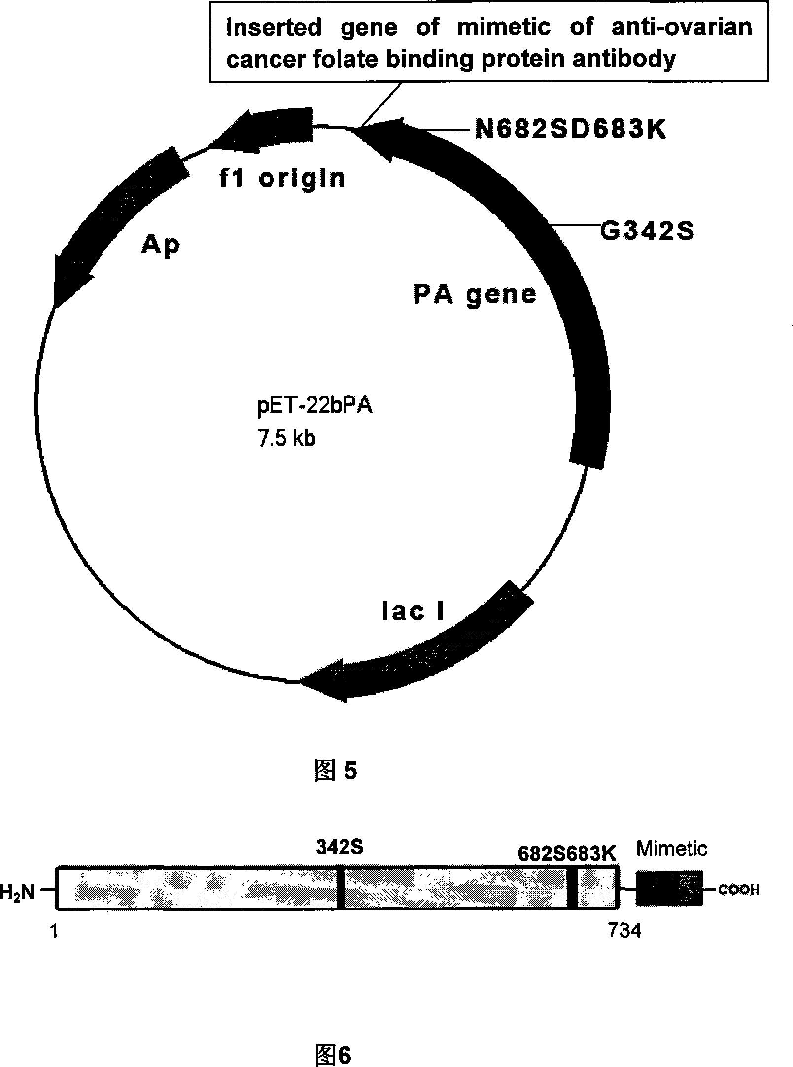 Antineoplastic dibasic polypeptide and application and preparation method thereof