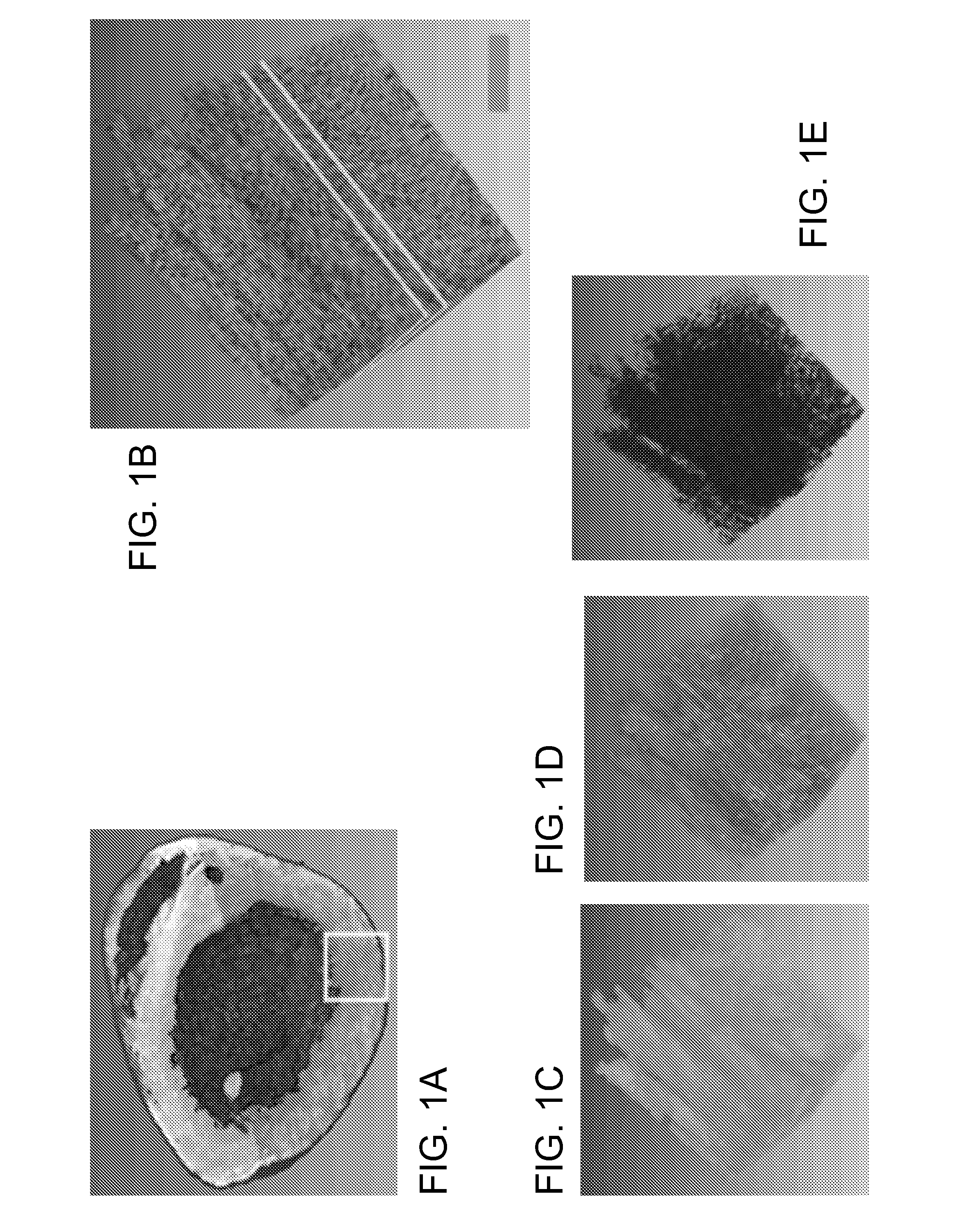 Systems and methods for imaging and processing tissue