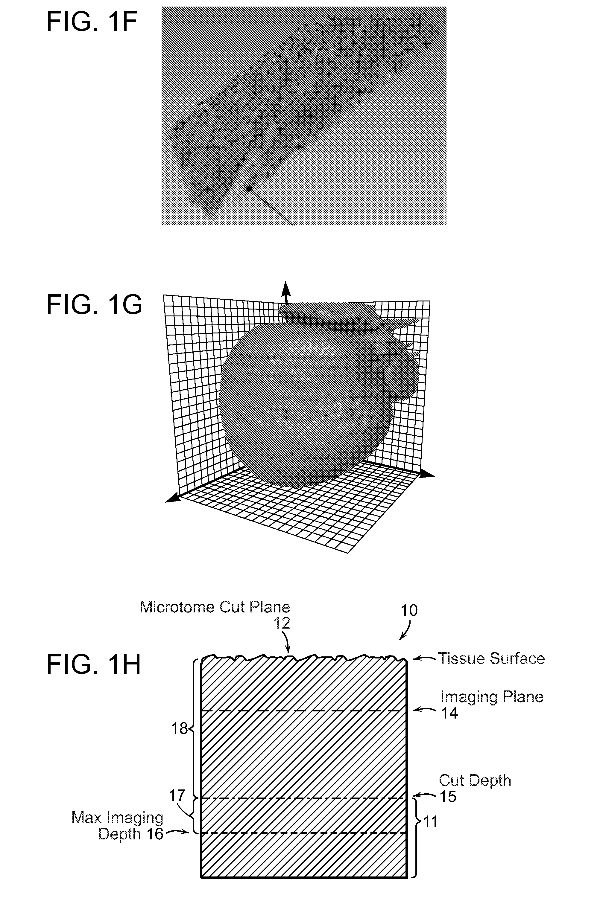 Systems and methods for imaging and processing tissue