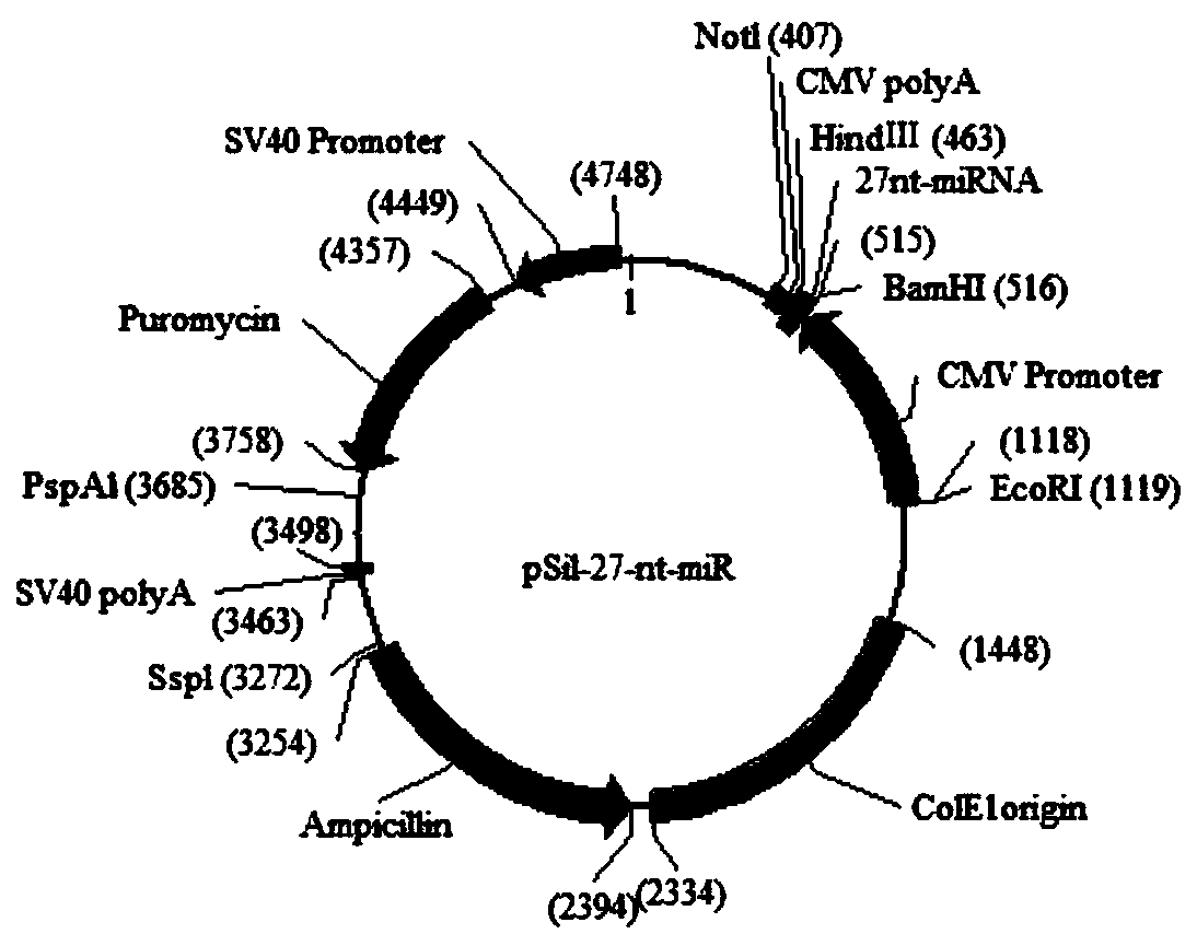 Human intron derived 27 base microRNA and application thereof to blood pressure regulation