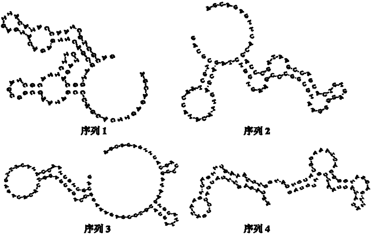 DNA aptamer specifically combined with human breast cancer cells MCF-7 and application thereof