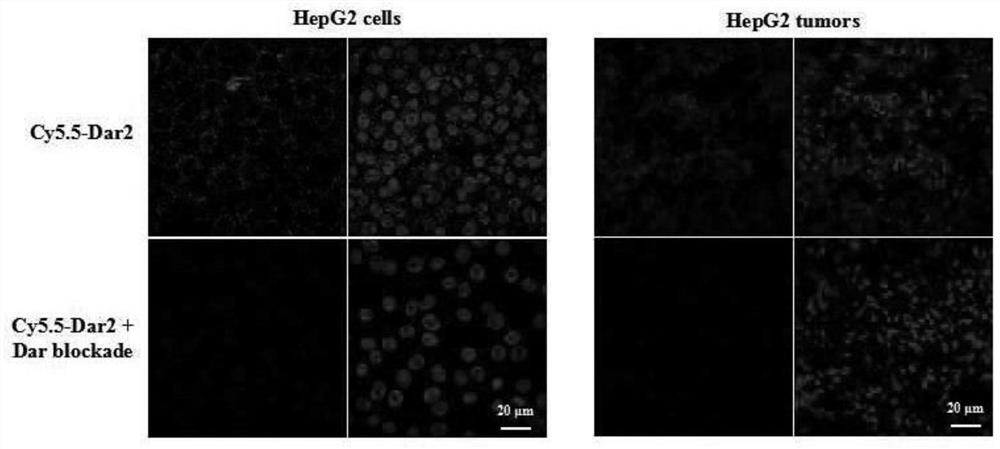 A kind of dar2 polypeptide radiopharmaceutical and preparation method thereof