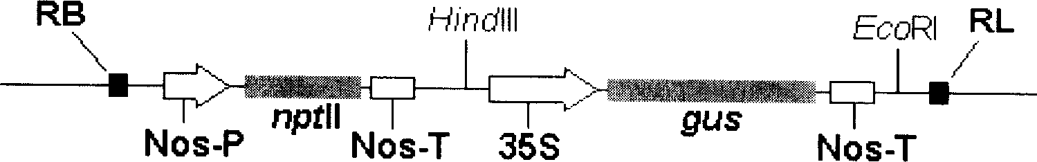 Plant RNAi binary expression vector with forward and reverse promoters