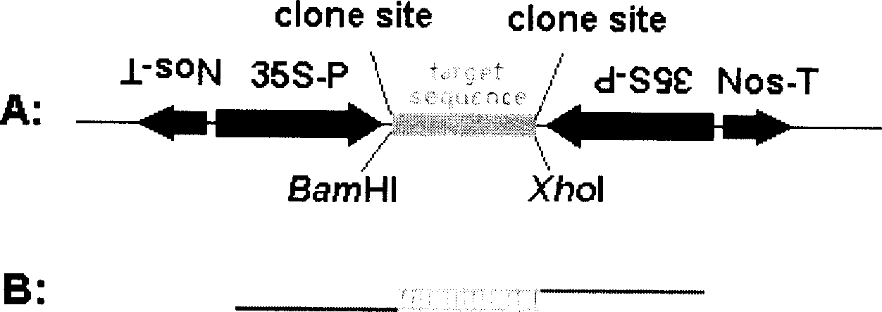 Plant RNAi binary expression vector with forward and reverse promoters