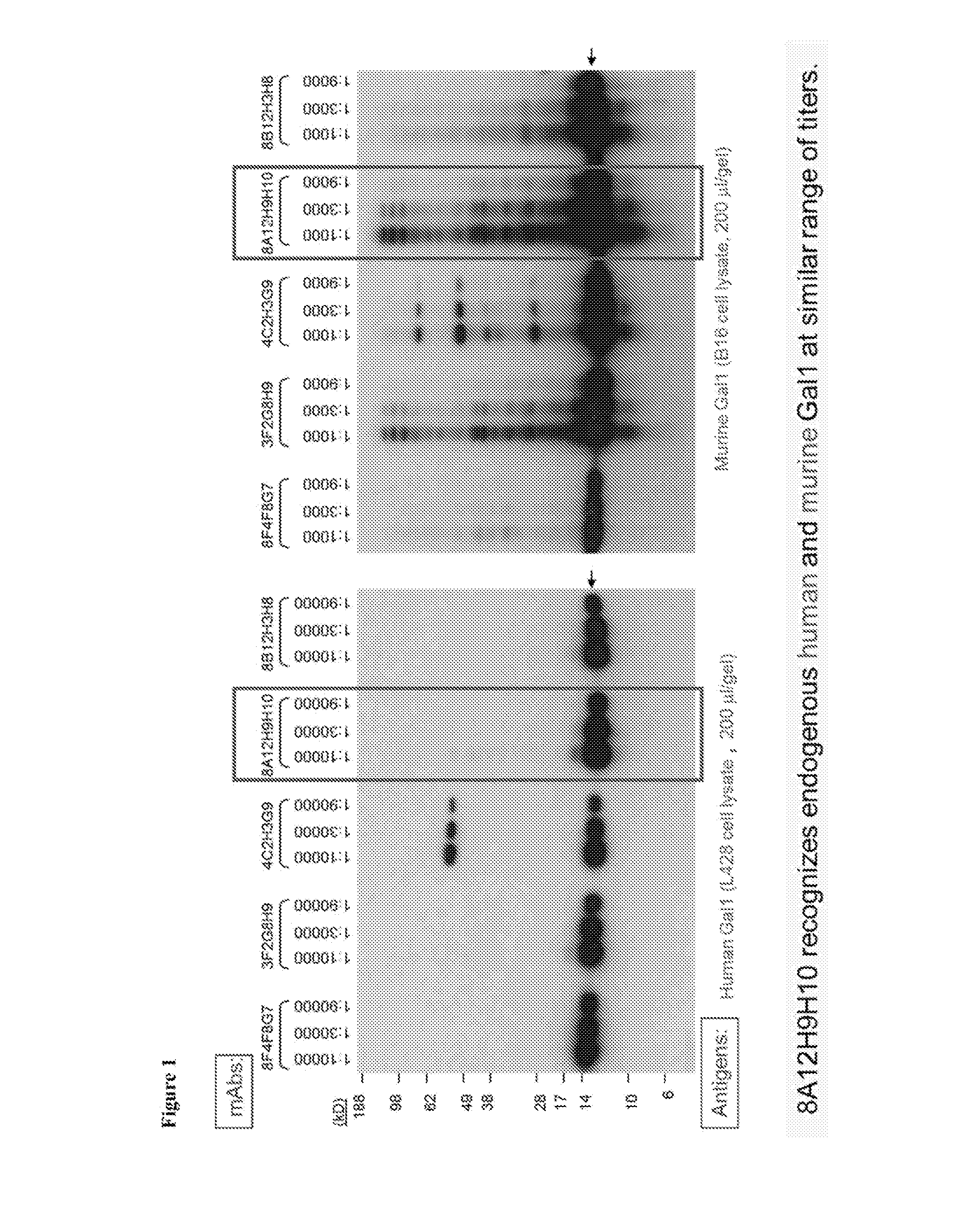 Anti-galectin-1 monoclonal antibodies and fragments thereof