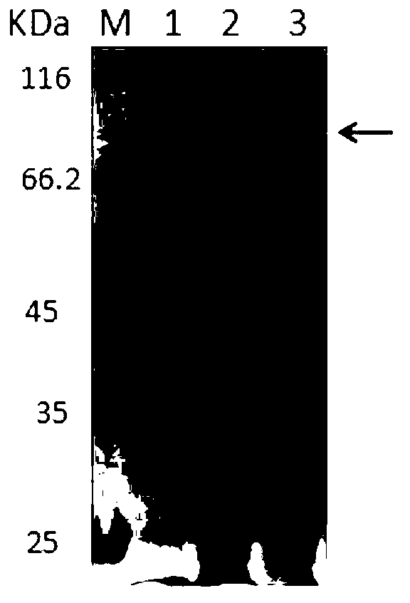 Recombinant protein Tumstatin-CD137L4 with Tumstatin activities as well as preparation method and application thereof