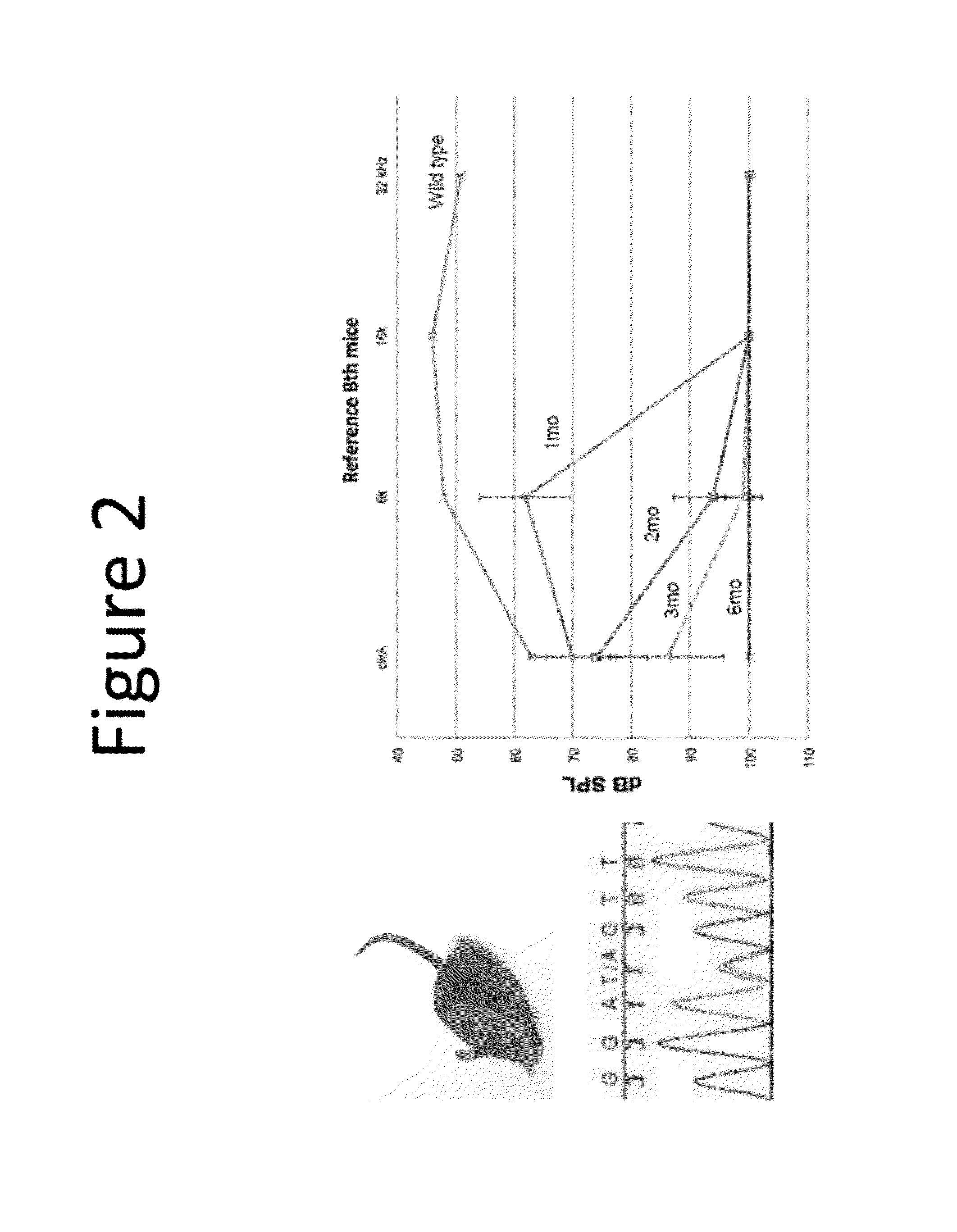 Methods to prevent and treat autosomal dominant non-syndromic hearing loss