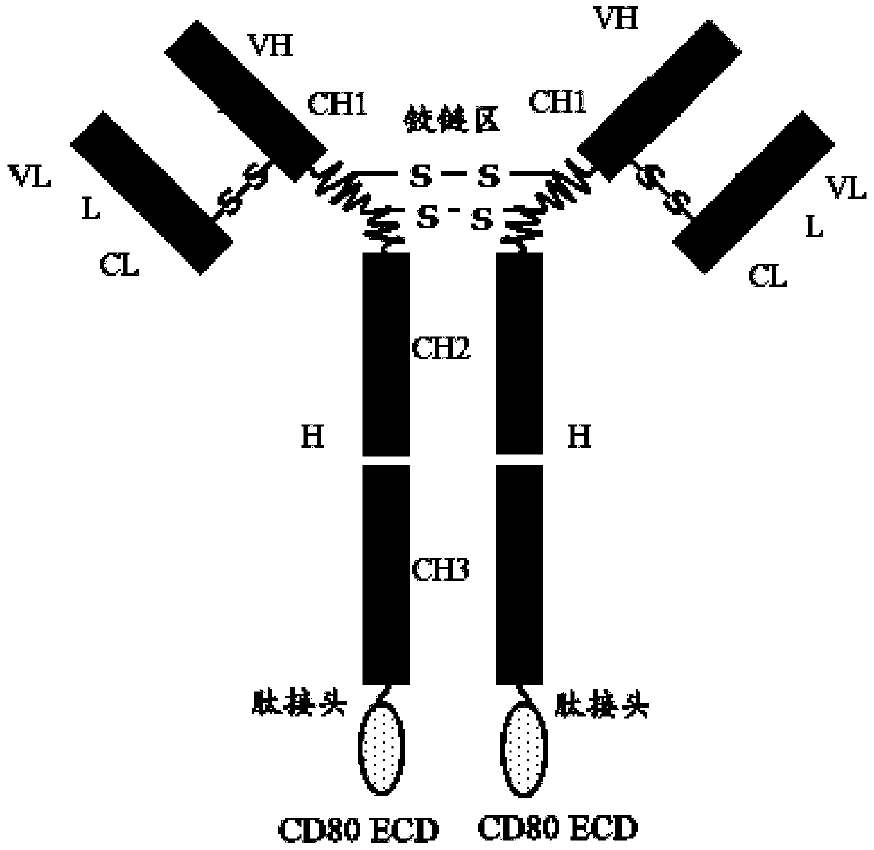 Multi-target fusion protein capable of blocking growth of vascular endothelial cells and activating T cells, and pharmaceutical composition comprising multi-target fusion protein