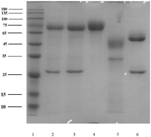 Multi-target fusion protein capable of blocking growth of vascular endothelial cells and activating T cells, and pharmaceutical composition comprising multi-target fusion protein