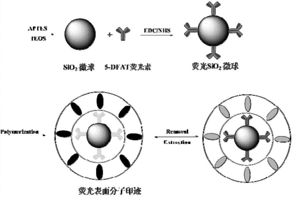 Anabasine pesticide fluorescence molecular imprinting polymeric microsphere preparation method and performance evaluation method thereof