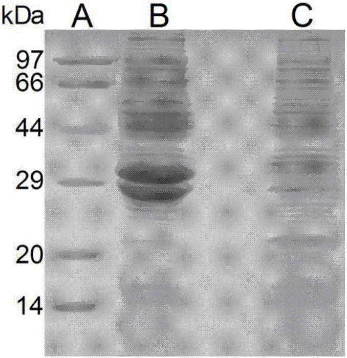 Preparation method of ADH (alcohol dehydrogenase) and GDH (glucose dehydrogenase) co-crosslinked enzyme aggregates