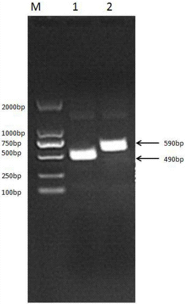 Recombinant pegylated interferon for dogs, fusion protein for preparation of recombinant pegylated interferon and preparation method of recombinant pegylated interferon