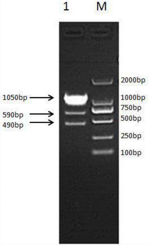 Recombinant pegylated interferon for dogs, fusion protein for preparation of recombinant pegylated interferon and preparation method of recombinant pegylated interferon