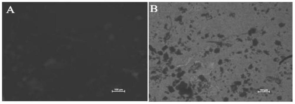 Quantum dot and nintedanib compound microsphere and preparation method thereof