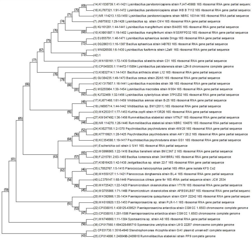 Application of lysinibacillus fusiformis with MICP function in greening restoration of tailings