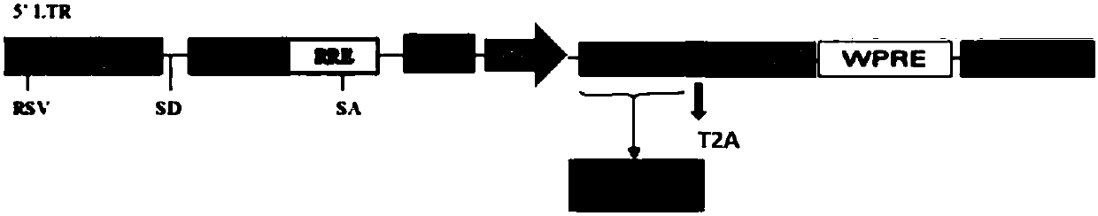 Myeloma BCMA antigen-targeted transgenic T cell, and preparation method and application thereof