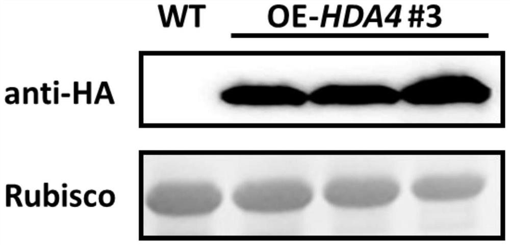 Application of SlHDA4 gene in cultivation of apical dominance enhanced tomato germplasm