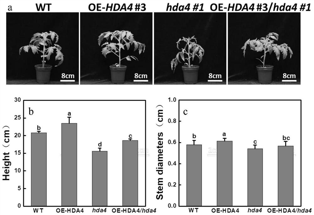 Application of SlHDA4 gene in cultivation of apical dominance enhanced tomato germplasm