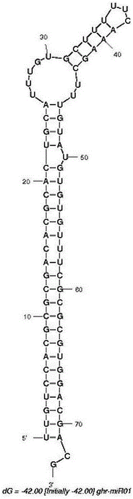 MiRNA, namely ghr-miR01, related to plant's response to drought stress and application of miRNA