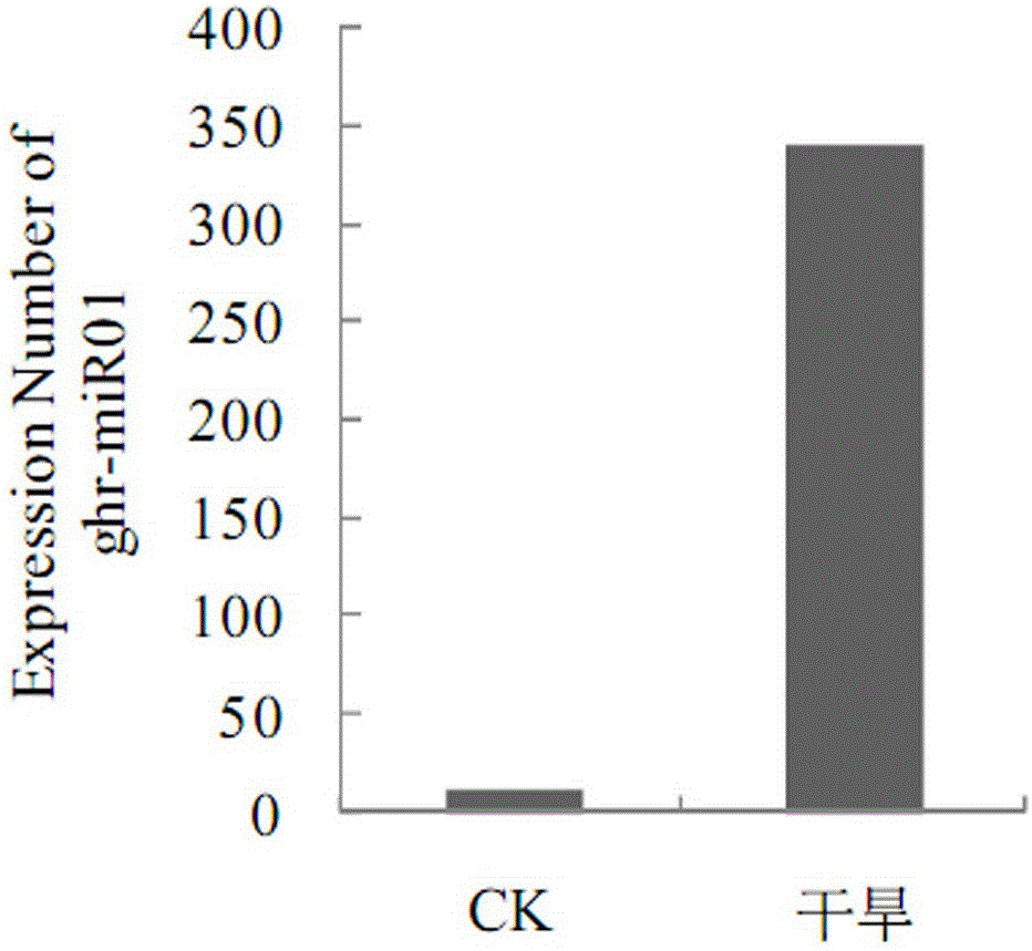 MiRNA, namely ghr-miR01, related to plant's response to drought stress and application of miRNA