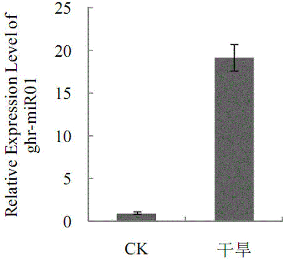 MiRNA, namely ghr-miR01, related to plant's response to drought stress and application of miRNA