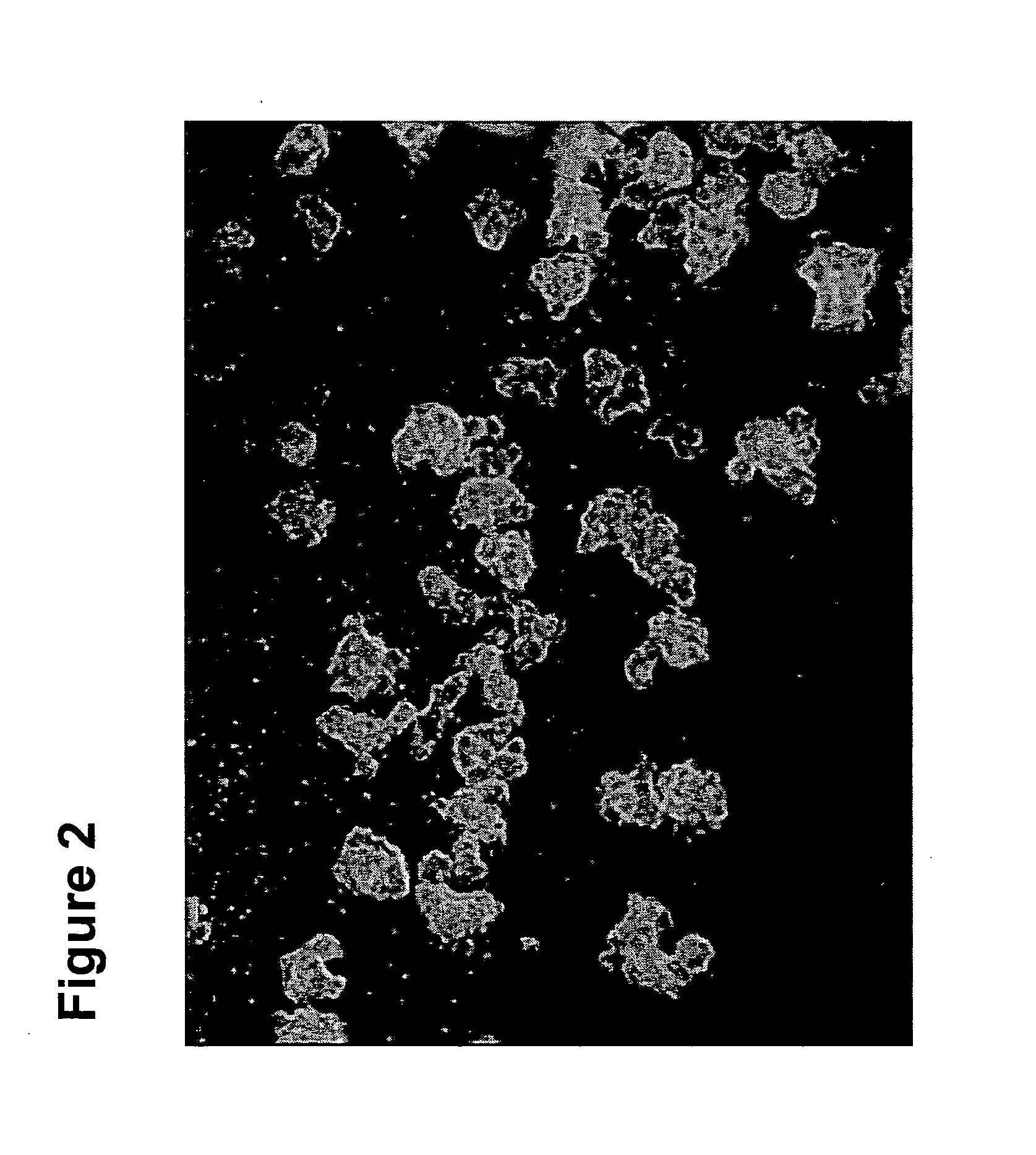 Undifferentiated Stem Cell Culture Systems