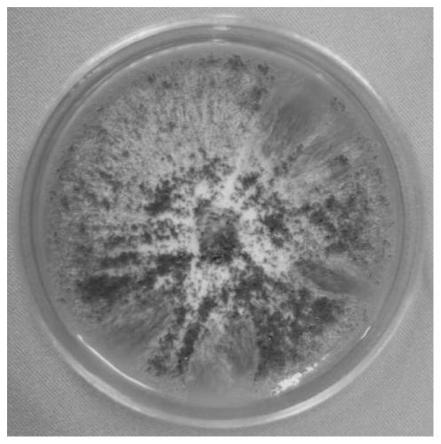 A kind of endophytic fungus and its application for increasing the yield of salvia miltiorrhiza and its active ingredient content